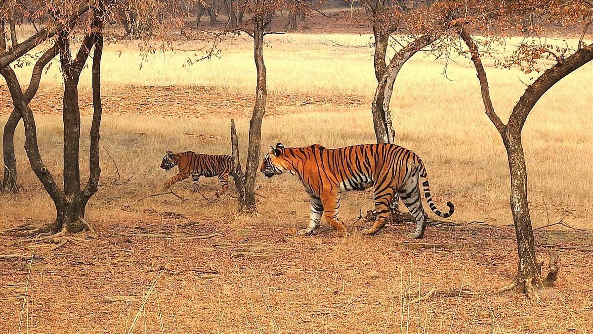 tiger-with-cub-in-india-20231